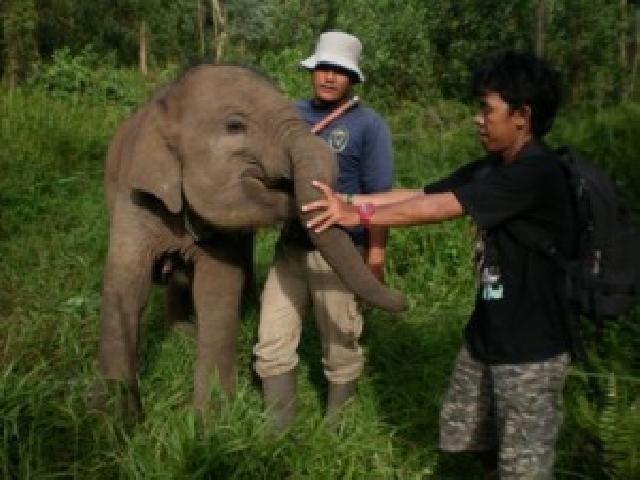 Sebanyak 3 Ekor Gajah Liar di Riau Ditemukan Sakit