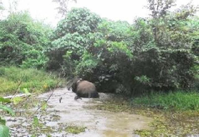 Polisi Inhu Lindungi Gajah Liar Dari Ancaman Senjata Gobok