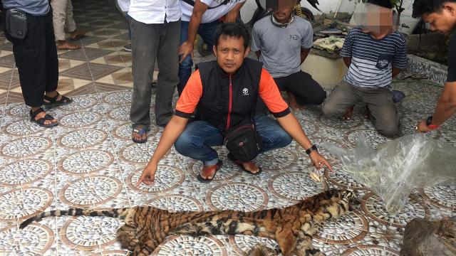 Polda Riau Bekuk 3 Pelaku Perdagangan Kulit dan Organ Harimau Sumatra Di Kabupaten INHU