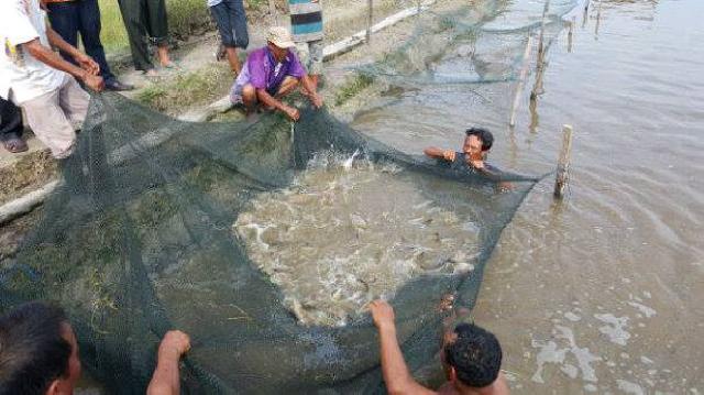 Ikan Patin Kunyit Bagansiapiapi Dilirik Pengusaha Bangkinang