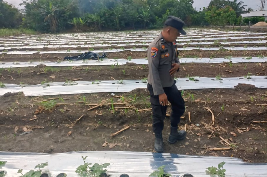 Polsek Rengat Barat Monitoring Program Ketahanan Pangan dan Cek Perkembangan Jagung Monokultur