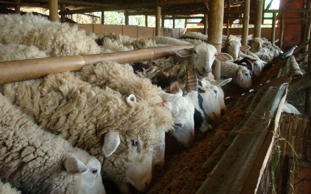 Pencuri 30 Ekor Domba Antar Kabupaten Diciduk Polisi Inhu