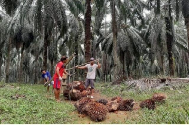 Permintaan Ekspor Naik, Harga Sawit Riau Ikut Naik Pekan Ini