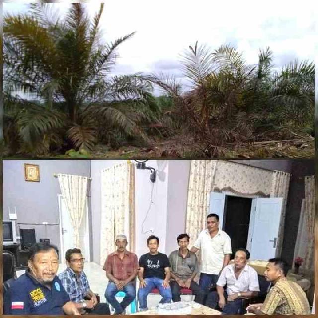 Terkait Pohon Sawit Sebanyak 1440 Batang Mati Mendadak Masyarakat Mengadu Dengan Mantan Anggota DPRD