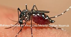 Heboh Virus Zika, Diskes Siak Bungkam