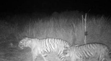 Dua Ekor  Harimau di Teluk Lanus Siak Terpantau Kamera Trap