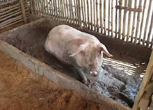 Kandang Babi Dekat Pemukiman, Timbulkan Bau Menyengat 
