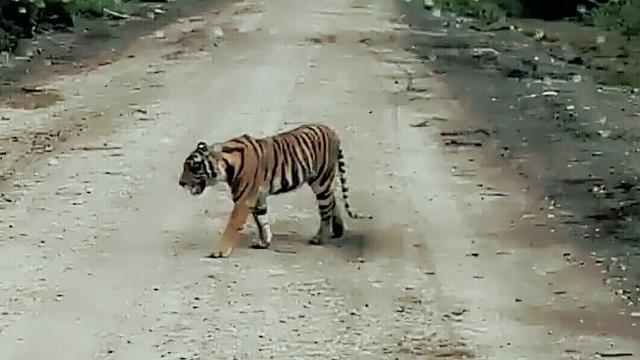 Harimau Berkeliaran di Perkampungan