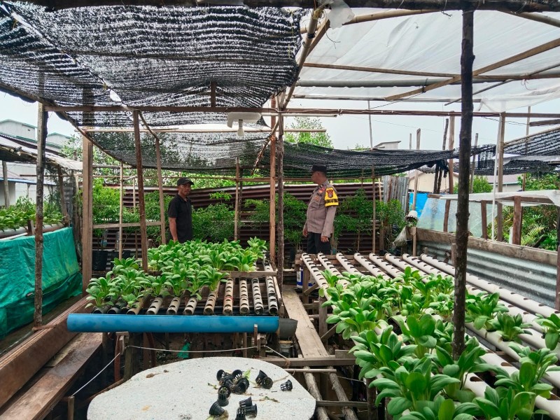 Dukung Program Asta Cita, Bhabinkamtibmas Sungai Simbar Monitoring Penanaman Sawi Untuk Ketahanan Pangan