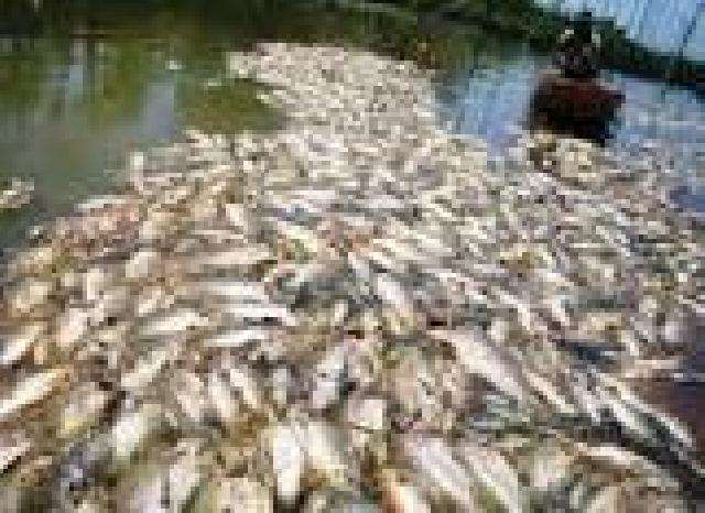  BLH Pelalawan Tunggu Hasil Lab  Terkait Matinya Ribuan Ton Ikan 