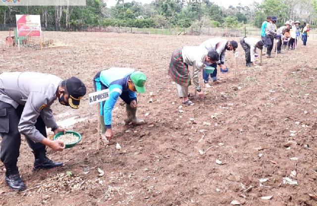 Tanam Padi dan Sayuran, Polsek Kuantan Tengah Bina Desa Untuk Kampung Tangguh di Tengah Covid-19
