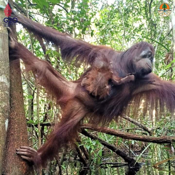 Bayi orangutan diberi nama Jenni lahir di Suaka Margasatwa Lamandau