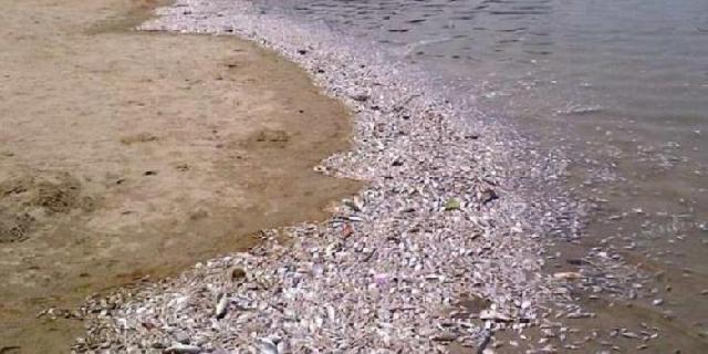  Aneh...Puluhan Ribu Ikan Mati di Pantai Ancol