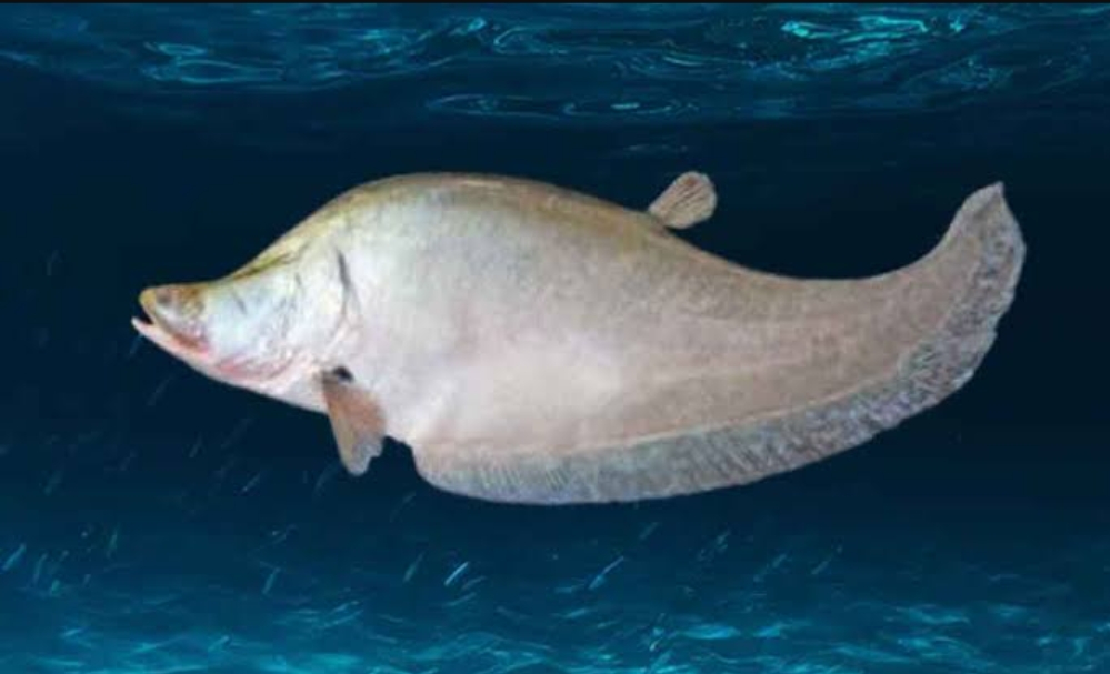 Apa Itu Ikan Belida, Bahan Baku Pempek yang Kini Masuk Hewan Dilindungi