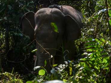 Translokasi Gajah Sumatera Di Indragiri Hulu