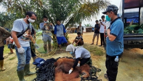 Rocky Orangutan di Objek wisata Selancang  Inhu Riau Berhasil Dievakuasi
