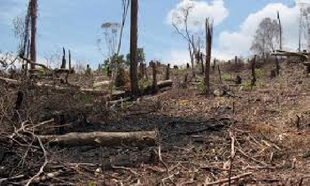 50 Haktare Lahan di Kabupaten Kepulauan Meranti Keritis dan Sering Terbakar