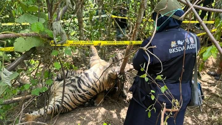 BKSDA Aceh Evakuasi Tiga Individu Harimau Sumatera yang Mati Kena Jerat
