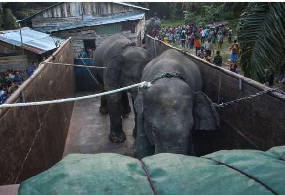Dua Gajah Jantan di Inhu Dipindahkan ke Jambi