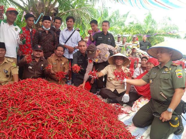 Bupati Suyatno Panen Raya Cabe Merah Seluas 40 Hektar di Teluk Piyai Pesisir