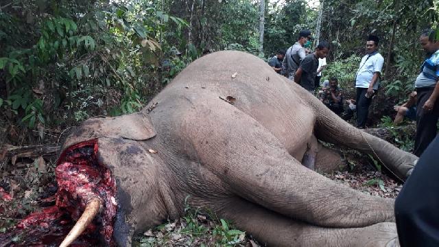 Gajah Sumatera Ditemukan Mati, Bagian Depan Kepala Luka Terbuka Bekas Sayatan Benda Tajam