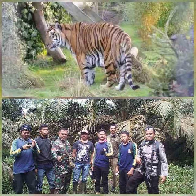 BKSDA Inhu Tanggapi Isu Harimau Masuk Kampung