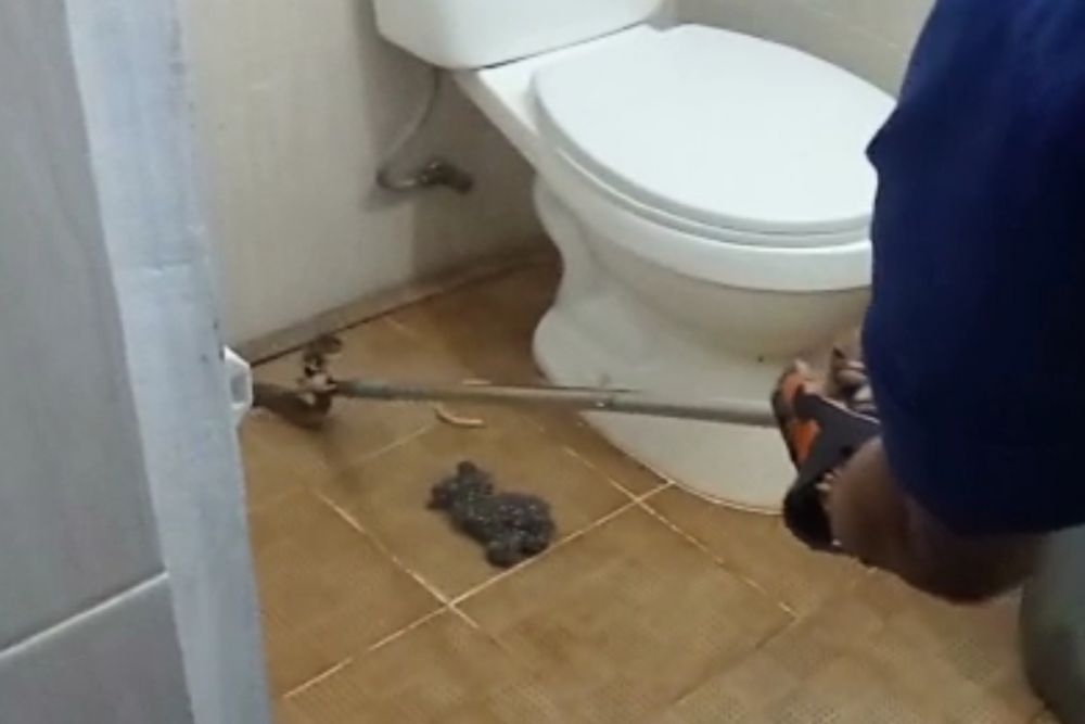 Ular Kobra Tiba-tiba Muncul di Toilet Gerai Oleh-oleh Pekanbaru